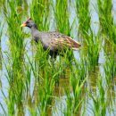 오빠 생각 (비단 구두 사 가지고) 이미지