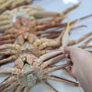 영덕대게 이미지