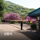 (주)대한토건 | 순천 선암사 겹벚꽃 실시간 승선교 볼거리 전남 드라이브 코스