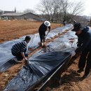 한국무궁화연구회 무궁화 삽목작업(4. 3) 이미지