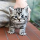 남원동물병원 | 남원고양이분양 괜히 전문샵이 아니야