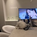 플랜에이성형외과의원 | 탑클래스성형외과 강남 코재수술 상담받은 솔직후기