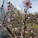 유채하우스 이미지