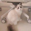 플라워돌스 이미지