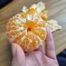내돈내산 맛있게 두박스 먹은 제주 타이벡 귤 후기 (귤언니픽)