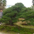일본 소나무 정원수 감상하기 ------- 제 1편 이미지