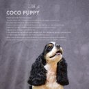 아지애견 이미지