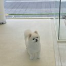 행복애견 이미지
