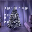 내돈내산 코지바이브 블랙트리 후기 :)