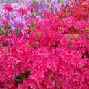 철쭉동산 이미지