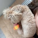 펫마루 | 말티푸 7개월 수컷 중성화 3일차 후기 (병원비, 준비물, 주의사항, 미용 꿀팁)