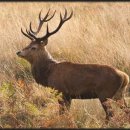 레드디어 이미지