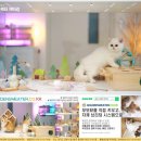 청주캣브리더 | 다산고양이분양 통해 만난 인생 반려묘 후기