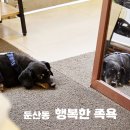 아우남공인중개사사무소 | [행복한 족욕] 대전 서구 월평동 족욕 오복이와 함께 디톡스 대성공