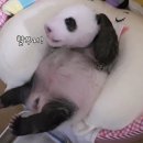 돼지만판다