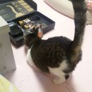 고양이입양소 | 10마리 중 9마리 고양이의 선택 쉬바® Tail-UP 키트 | 고양이 습식, 간식 후기