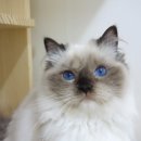 마마캐터리 이미지