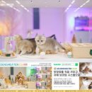 골든스웨터 캐터리 이미지