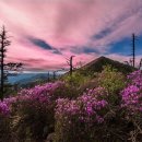 진달래화원 이미지