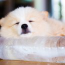 하이 동물병원 이미지