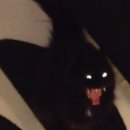 mignon 네이버블로그