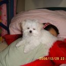 강아지 대통령 이미지