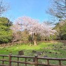 제주 신례리 왕벚나무 자생지 이미지