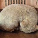 (사)한국농아인협회 경기도협회안산시지회 | 눈물자국 있는 애처로운 눈빛새 가족 기다려요 (+유기견, 믹스견, 과천시, 강아지, 한국야생동물보호협회)