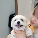 비어플독(be a flower dog) 이미지