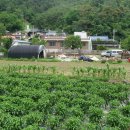 선대농장 이미지