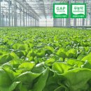 [G마켓]유러피안 샐러드 야채 쌈채소 (무농약/GAP인증) 1kg내외(3-6종랜덤) - 4,910원 이미지