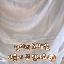 댕댕냠냠 이미지
