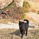 네로는 검은고양이 이미지