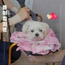 강아지 허리디스크 침치료 후기 강아지 한방치료
