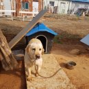 레오네)래브라도 리트리버 여아 이미지