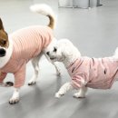 마이리틀메이트 이미지