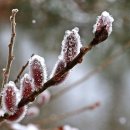 버들강아지 이미지