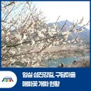 물우경로당 | [전북천리길] 임실 섬진강길, 구담마을 매화꽃 개화현황