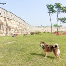 수원시바견 이미지