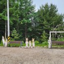 자작나무 조형물 이미지