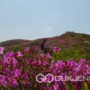 지리산국립공원, 바래봉 철쭉 개화시기 실시간 탐방정보 제공 이미지