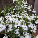 선산봉황시장 이미지