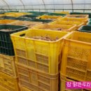 신토불이 2017년산 황토밭 꿀고구마 50% 맛보기 이벤트 이미지