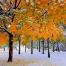 Autumn snow ❄️❄️ 이미지