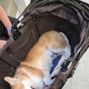 24시 해든동물의료센터 민락점 이미지