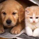 이츠펫 온양점 이미지