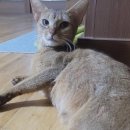 냥냥살롱 이미지