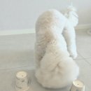 강아지 간식 추천｜알러지 걱정 없는 세이오앙 LID 데일리 트릿 노즈워크 후기 🐶