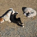 섬마을목장 이미지