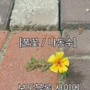 풀꽃 이미지